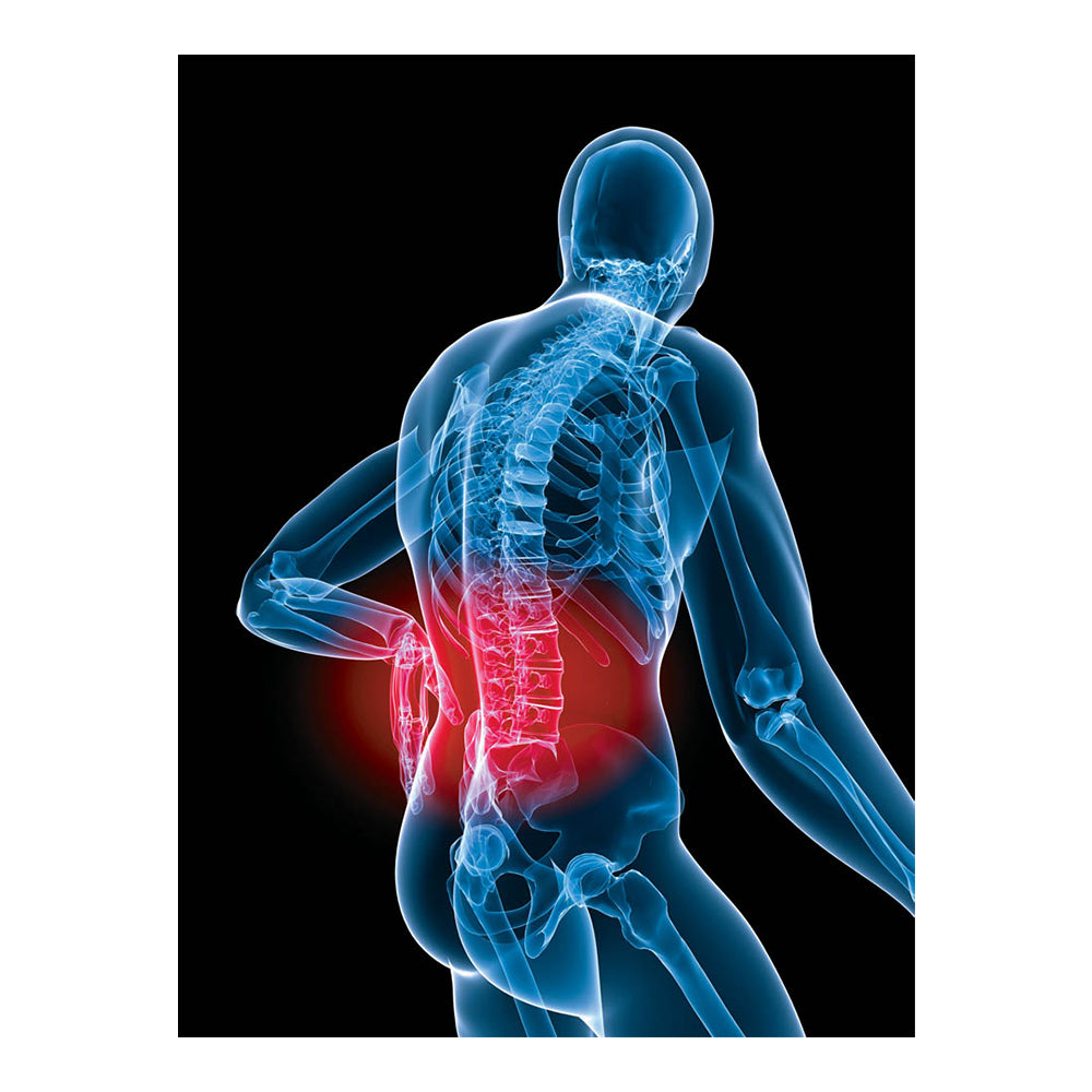 Adjustable Back and Abdominal Support