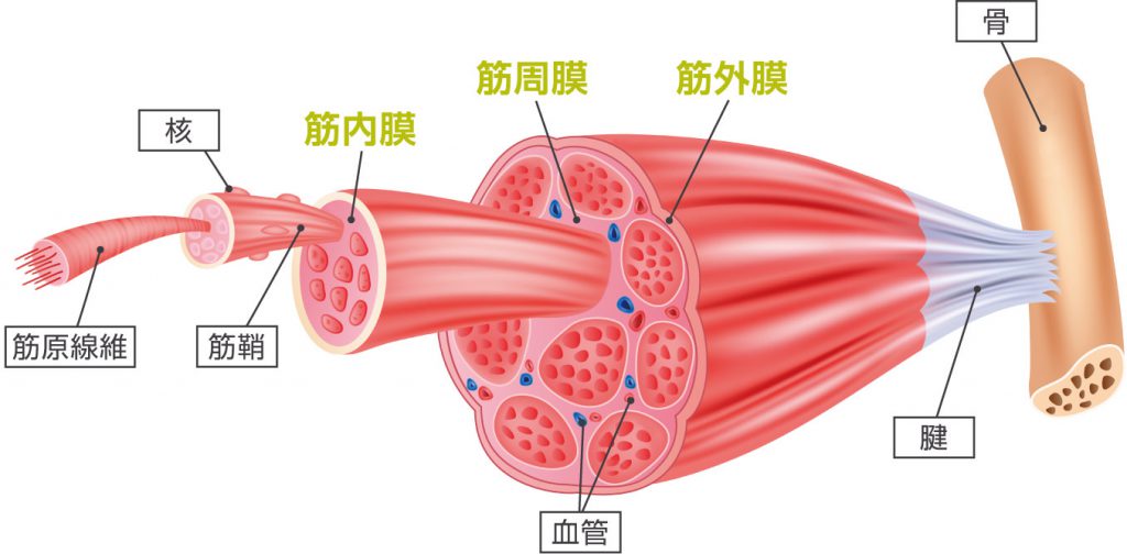 筋膜の構造